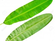HOJA DE PLATANO